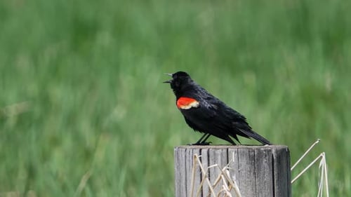 Rotflügelamsel auf einer Post ruft an und dreht ihren Schwanz um