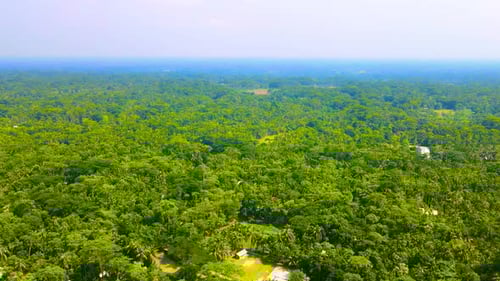 Aerial view of amazon rainforest alike forest