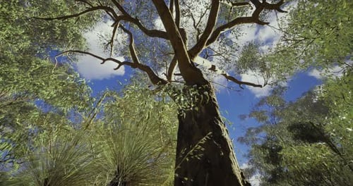 Tall Tree with Vibrant Leaves Under Blue Sky in a Lush Green Forest
