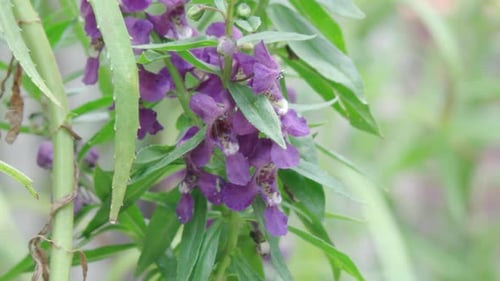 Purple Flowers Blooming in Natural Setting