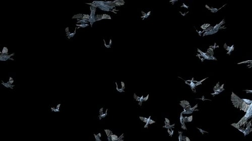 Flock of Animated Crows Flying with Alpha Channel Overlay