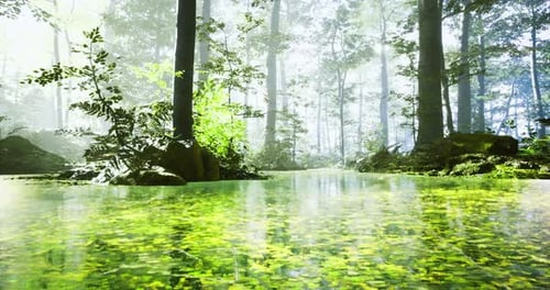 Serene Forest Landscape with Tranquil Water Reflections and Lush Greenery