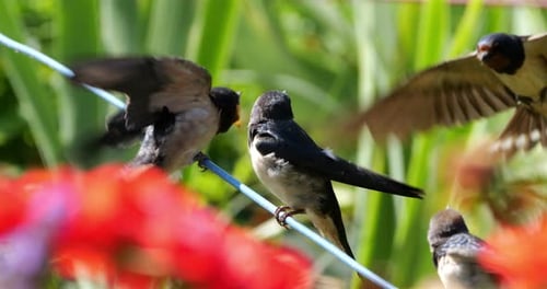 Barn swallows (Hirundo rustica) feeding chicks, Southern France