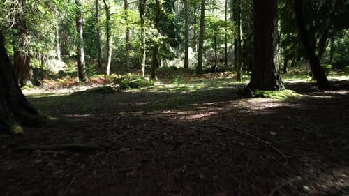 Im Wald über dem Moos, gefilmt mit einer Drohne