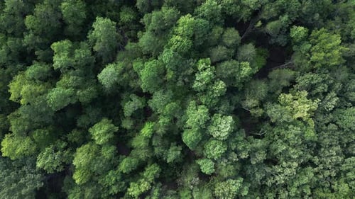 Moving drone shot overlooking trees up until a beach.