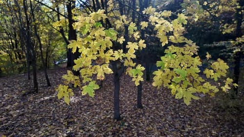 Yellow Oak Leaves in Sunlit Autumn Forest