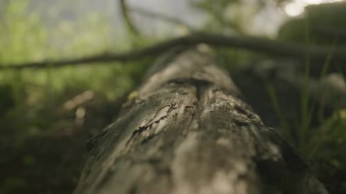 Wood ant crawls across sunlit fallen tree as camera follows its movement in focus.