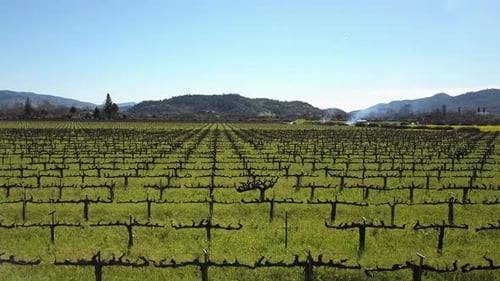 Aerial Drone footage of the vineyards in Napa Valley Bay Area California USA