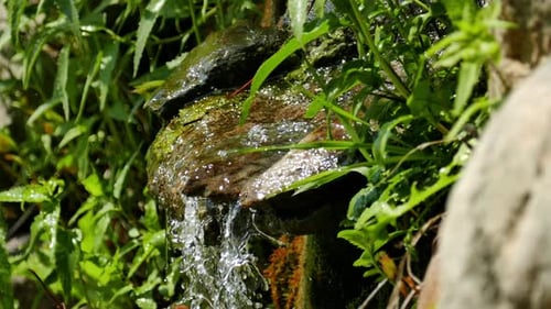 Stream in the forest