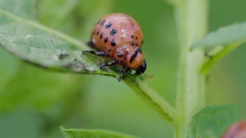 Makroaufnahme der Kartoffelkäferlarve aus Colorado, die Kartoffelblätter frisst