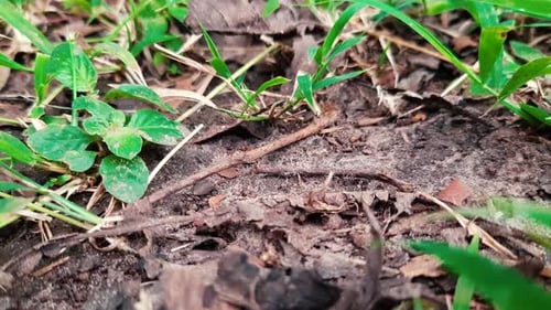 Wilde schwarze Ameisen auf Feldweg in Naturlandschaft - Makro-Nahaufnahme