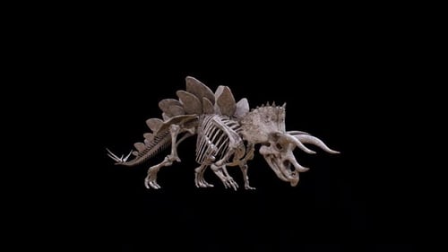 Dinosaurier-Skelett