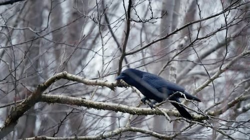Canadian Black Raven Sits on a Tree Branch in the Forest in Autumn