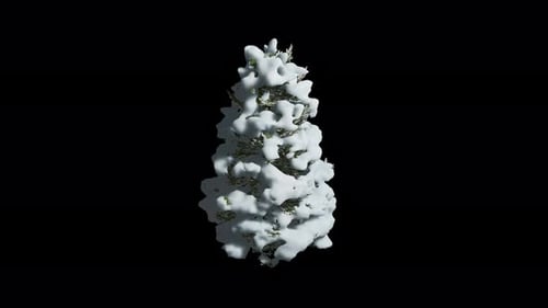 Wind Snow picea abies tree Animation with Transparent Background. Alpha Channel in 4k