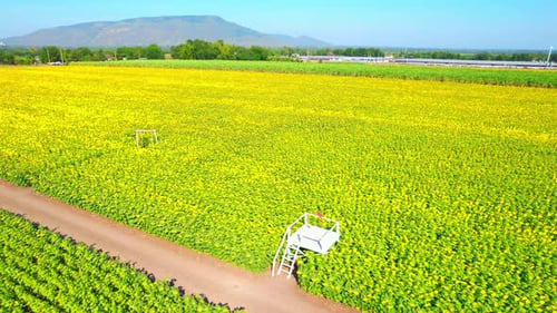Die Drohne fliegt über wunderschöne Sonnenblumenfelder