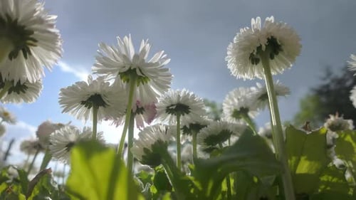 Vue panoramique du dessous de fleurs de marguerites se balançant dans le vent sur un ciel nuageux, rétroéclairées par la lumière du soleil