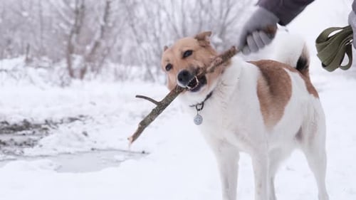 Dog Holds Stick with Person in Snowy Winter Scene