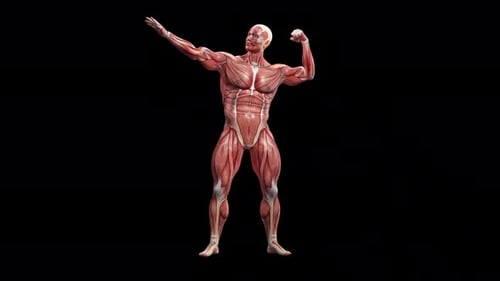 3D Animation of Human Muscular System Flexing