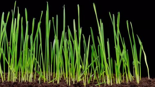Time Lapse of Growth Fresh Green Grass