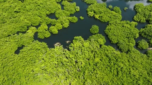 Mangrove Forest with Scattered Waterways and Lagoons Siargao Philippines