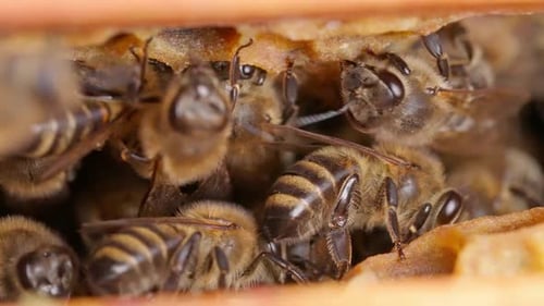 Graue Bienen und Waben