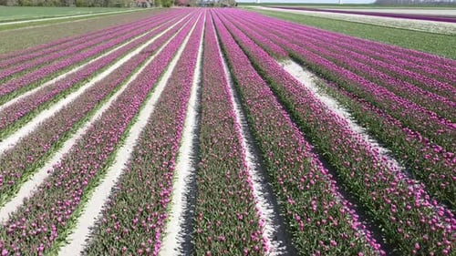 Aerial video of a tulip field in the Netherlands from above. Rural spring landscape with flowers
