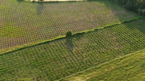 Vista aérea de um campo agrícola cultivando vegetais