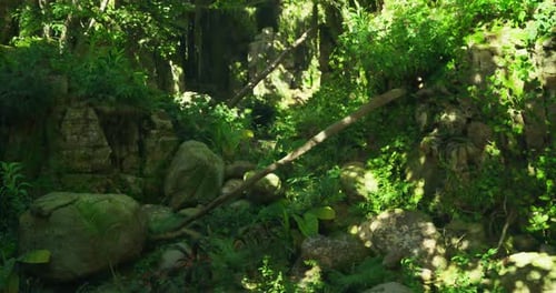 Vibrant Lush Greenery in a Secluded Natural Landscape with Rocky Formations