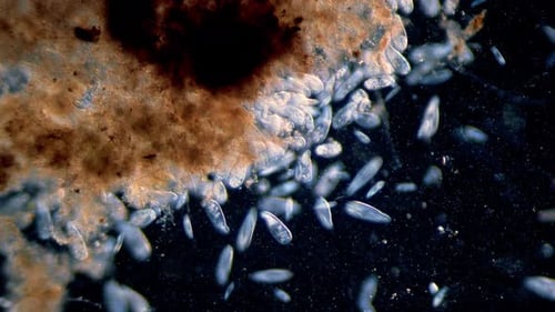 Moving Microorganisms Under Microscope