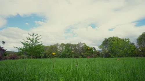 Low angle motionlapse moving past blades of grass and yellow flowers on a sunny day in New Zealand