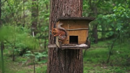 Hora de comer en el bosque de ardillas rojas