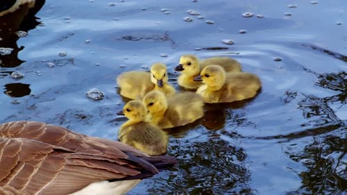 Goslings Swimming Together with Mother Goose