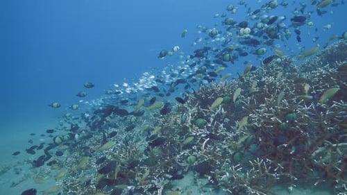 Large Schools of Fish Swim Among Coral Reef Colonies