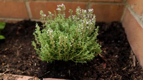 Thym frais poussant dans un potager de jardin, 4K