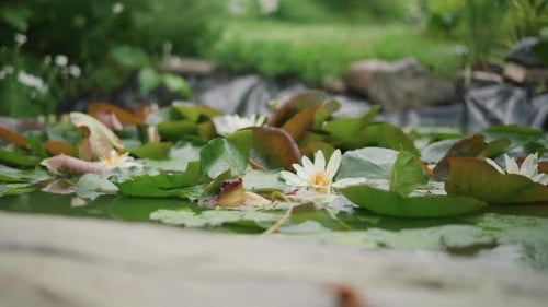 Tranquil Water Lilies Gracefully Drifting Serene Pond with Floating Blossoms and Gentle Ripples Calm