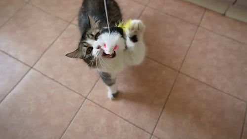 Playful Kitten Chasing Toy Mouse in Home