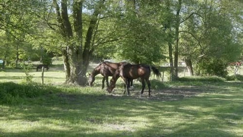 Horses Graze Peacefully in the Countryside Meadow