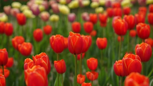 A Vibrant and Beautiful Field of Red Tulips in Full Bloom Surrounds You with Colorful Joy