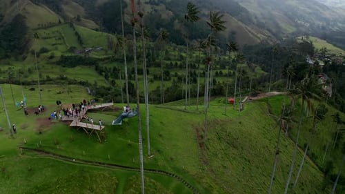 Aerial drone view of Cocora Valley, Salento, Colombia. Flying over the tallest wax palm trees in the
