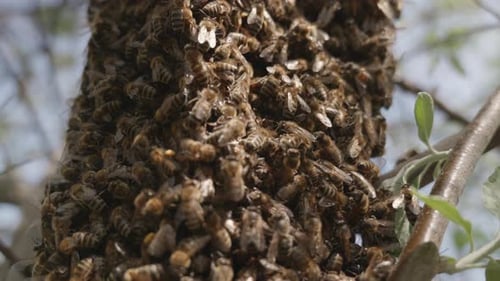 Close-up of bees in a bee swarm.