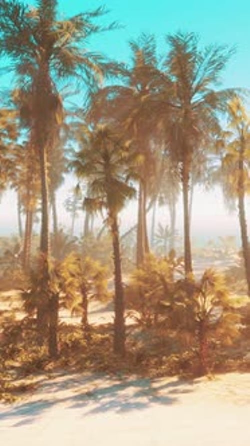 A Serene Beach Landscape with Palm Trees
