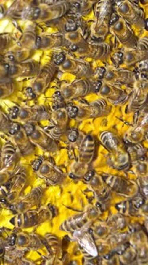 Pantalla vertical: abejas melíferas en colmena
