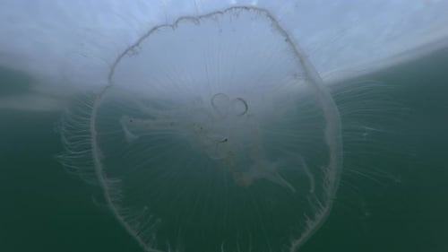 Ansicht von unten auf Quallen, die unter der Wasseroberfläche schwimmen, Nahaufnahme