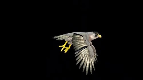 Falcon Fly 3