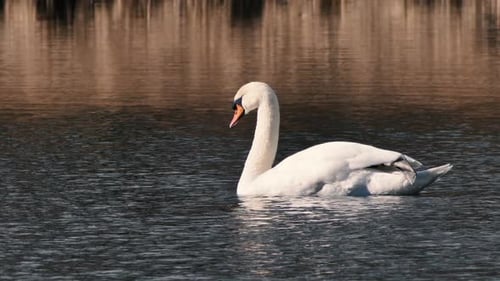white swan flies alone. A beautiful big bird