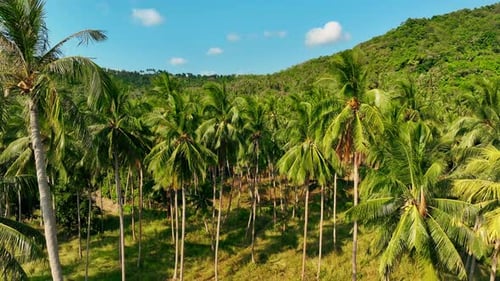 Aerial View of Tropical Palm Tree Forest