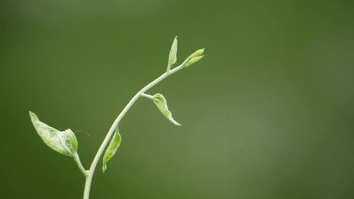 A plant with green leaves in close-up