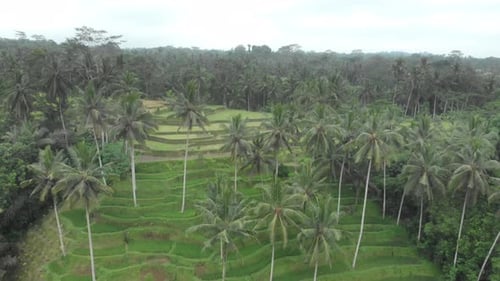Beautiful rice terraces near Tegallalang village, Ubud, Bali, Indonesia
