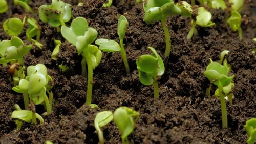 Seedlings Sprout Upwards in Time-Lapse Footage