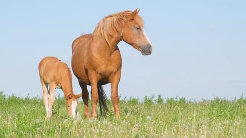 Mãe cavalo e potro em um campo contra um céu azul